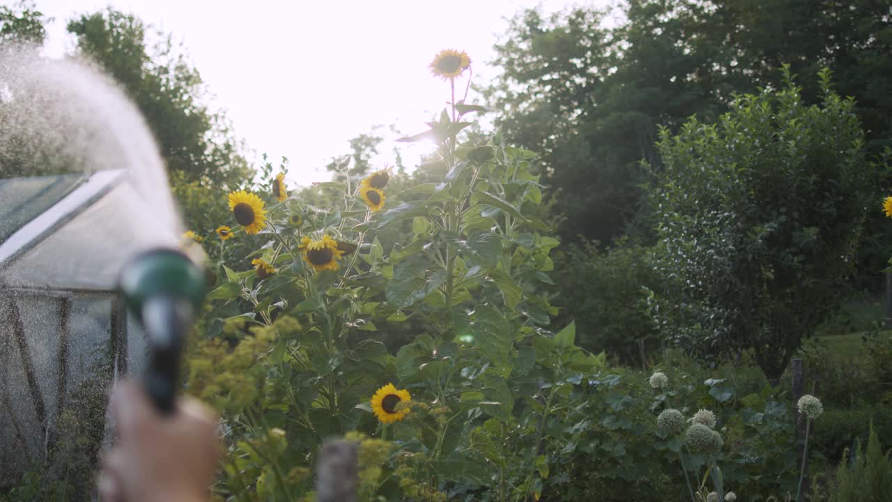 在夏天照顾植物视频素材