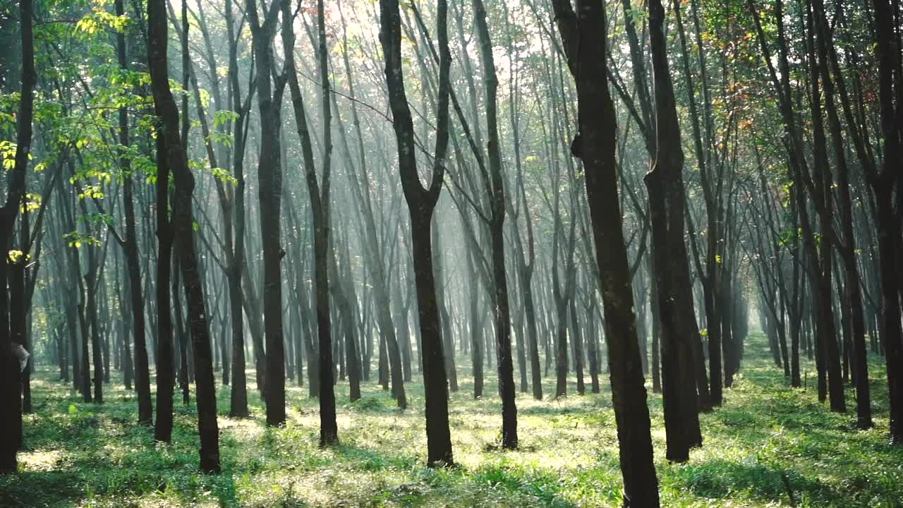 橡胶树种植视频素材