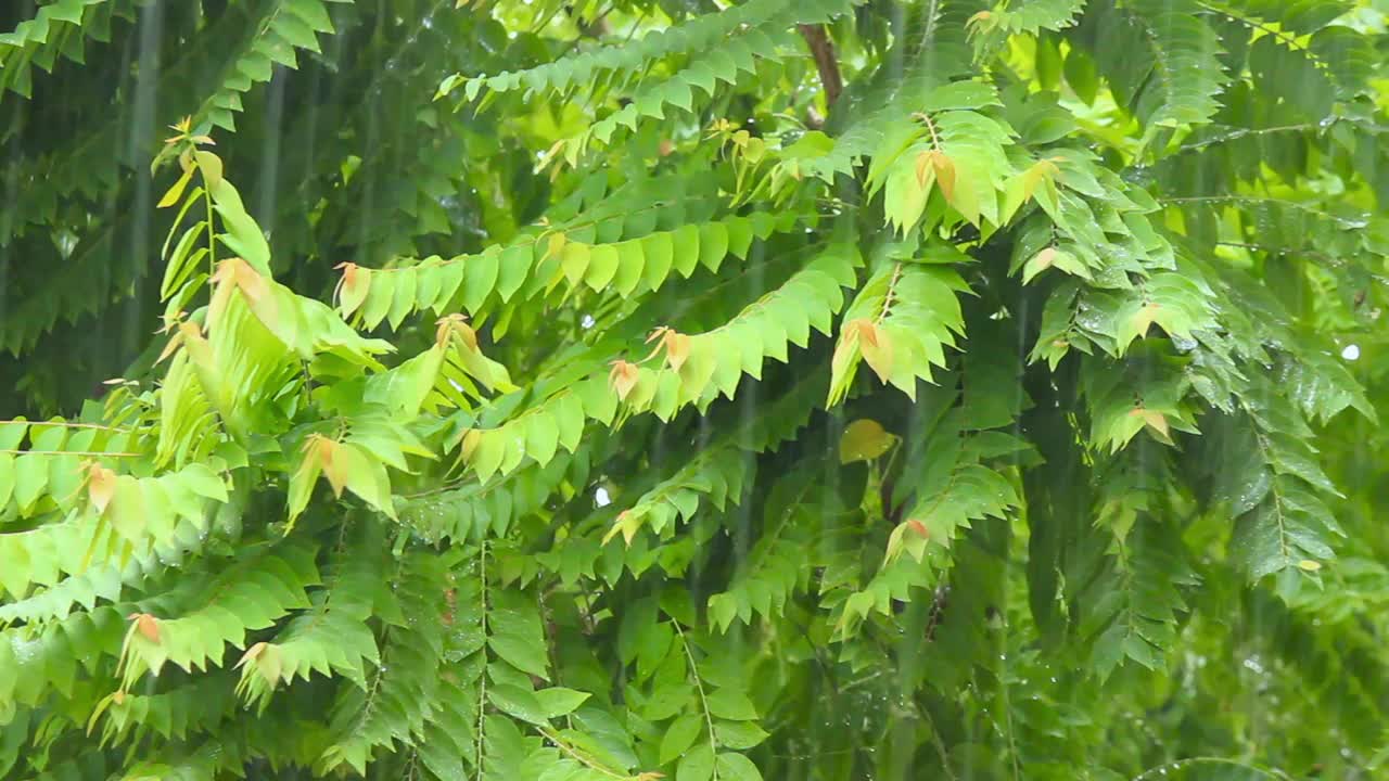 雨落在绿树上。视频素材