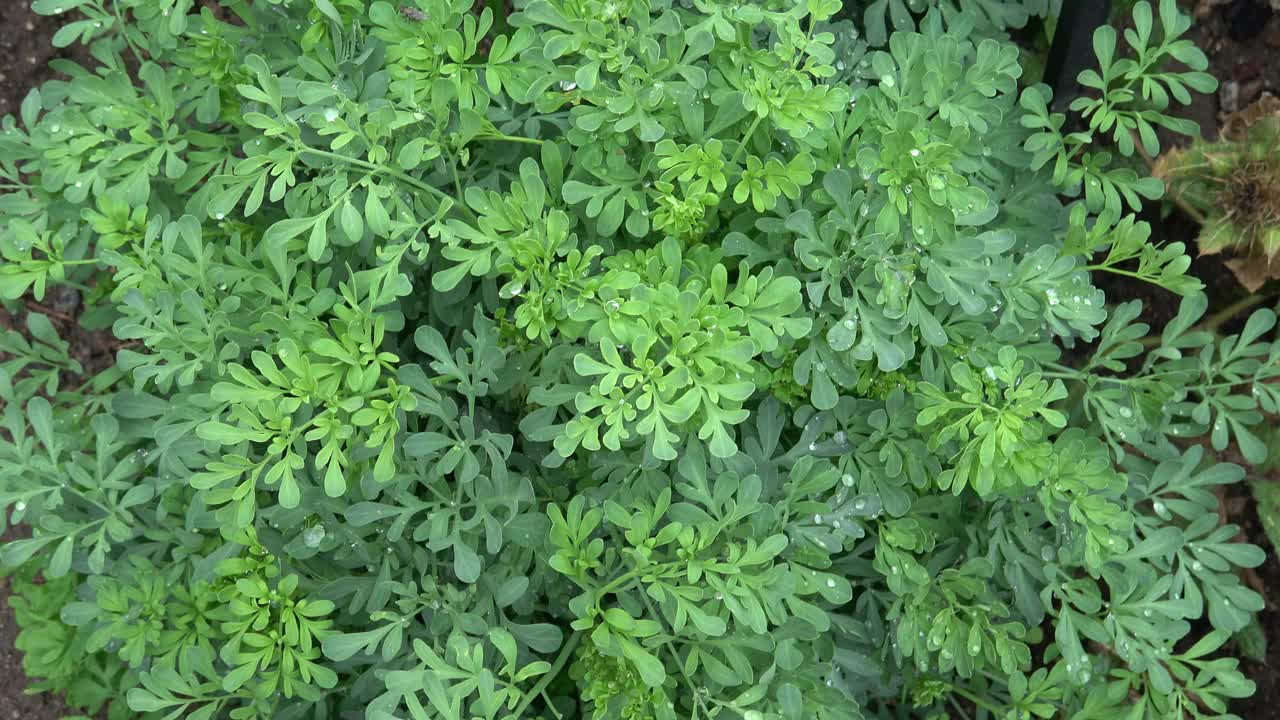 雨后花园中的芸香植物。草药。视频素材