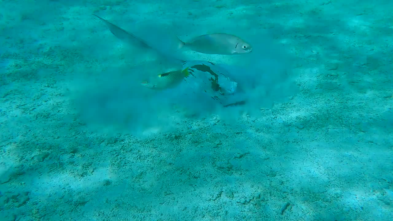 黄貂鱼在浅水珊瑚礁中寻找食物的特写镜头。Сowtail Weralli stingray (Pastinachus sephen)摄像机向前靠近黄貂鱼。4 k-60pfs视频素材