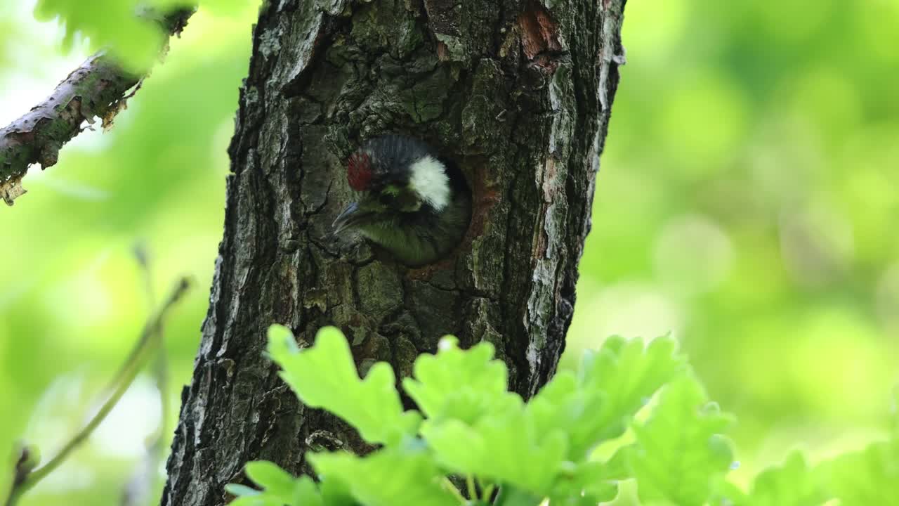 小斑点啄木鸟在觅食视频素材