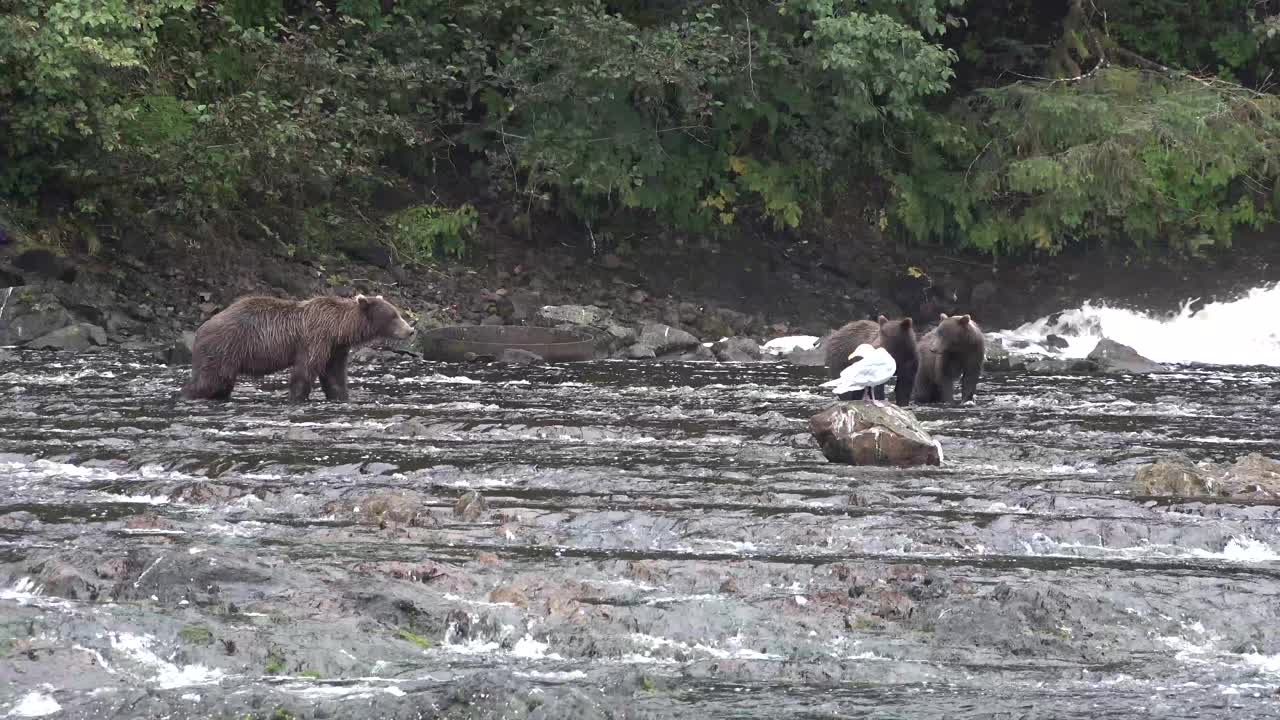 阿拉斯加野生动物。熊在山溪里钓鱼。视频素材