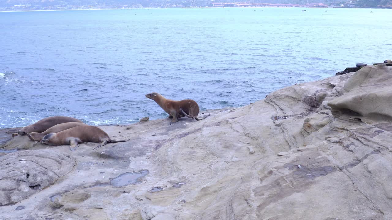 加州海狮在加州拉霍亚休息视频素材