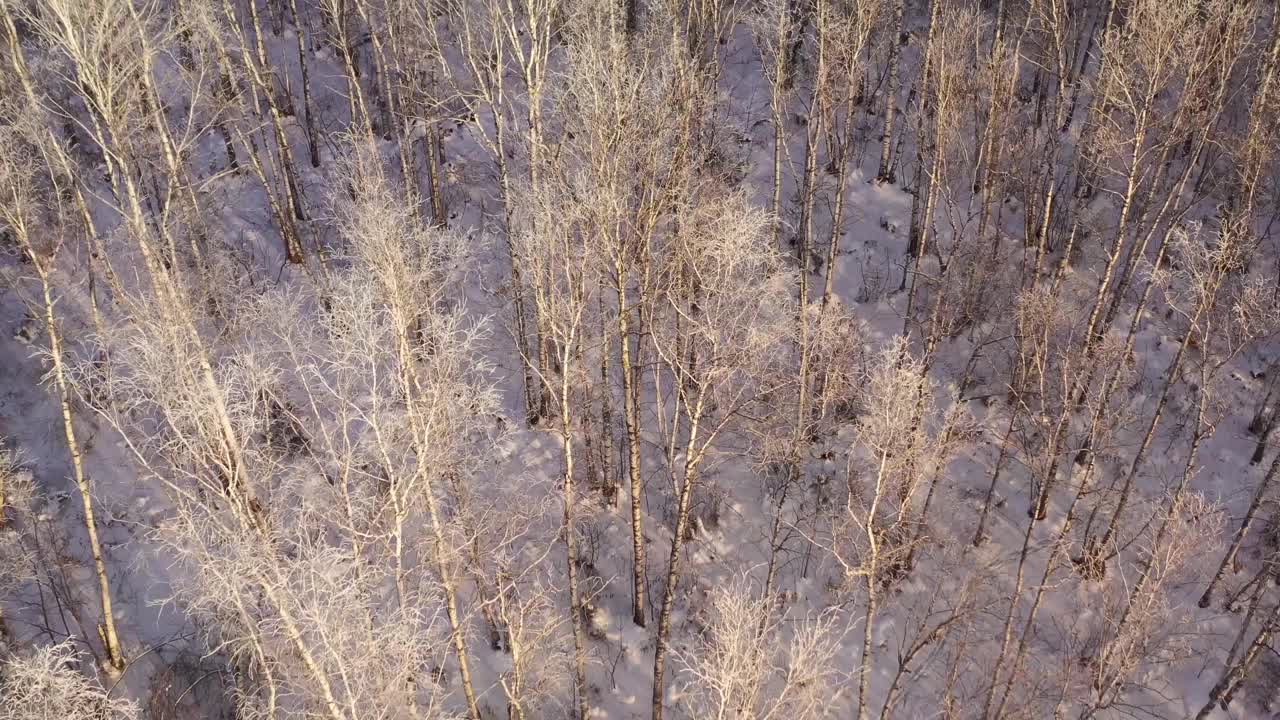 在冰雪覆盖的冬季森林上空飞行。视频下载