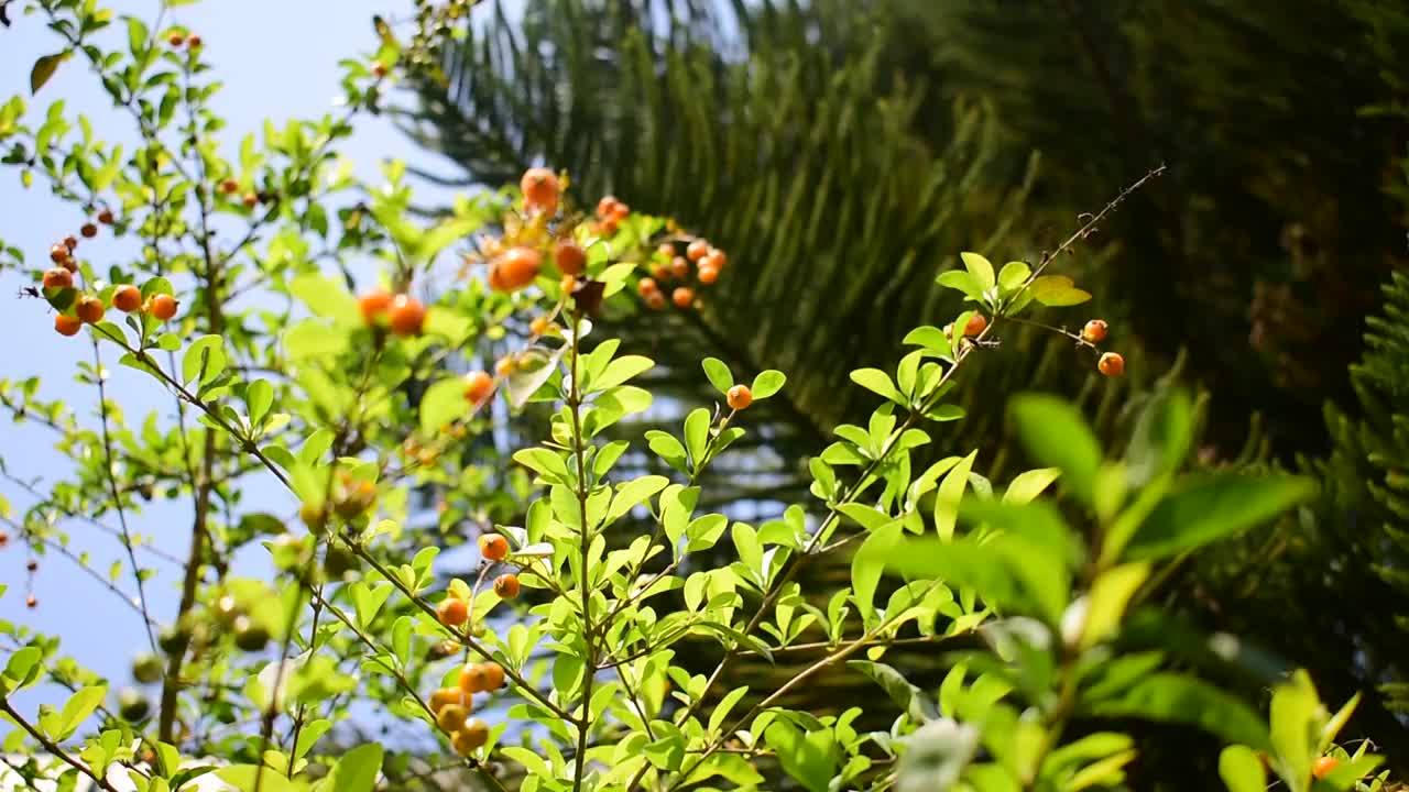 美丽的Inerme植物或树篱植物在阳光明媚的日子视频素材