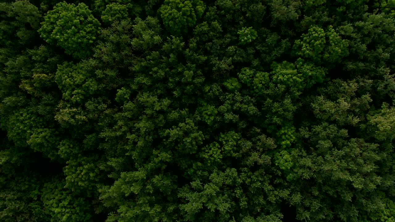 驾驶无人机飞过绿色的森林，田野，草地。森林彼此和谐地结合在一起，许多植物和树木组成了一个整体。用无人机进行鸟瞰射击。视频素材