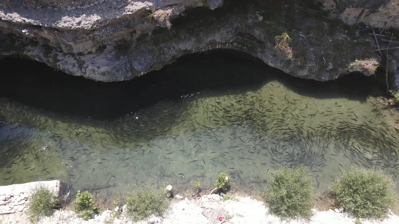 自然鳟鱼池漩涡鱼视频素材