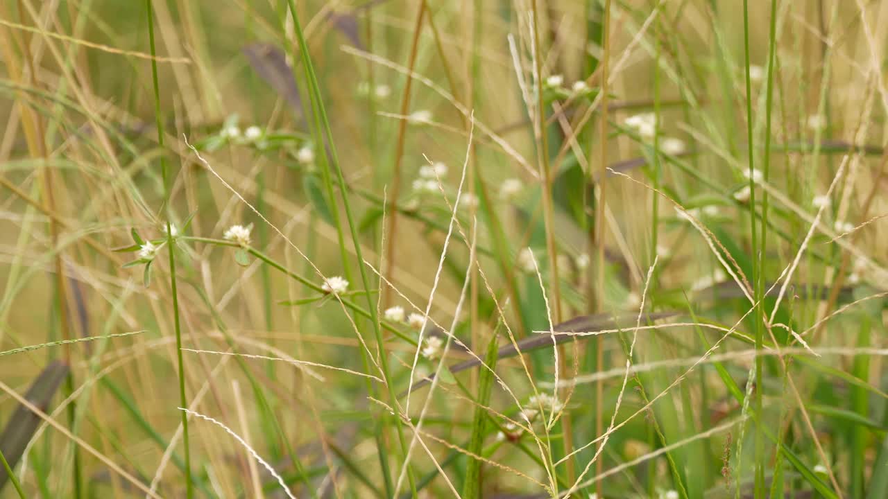 绿草地上的白花视频素材