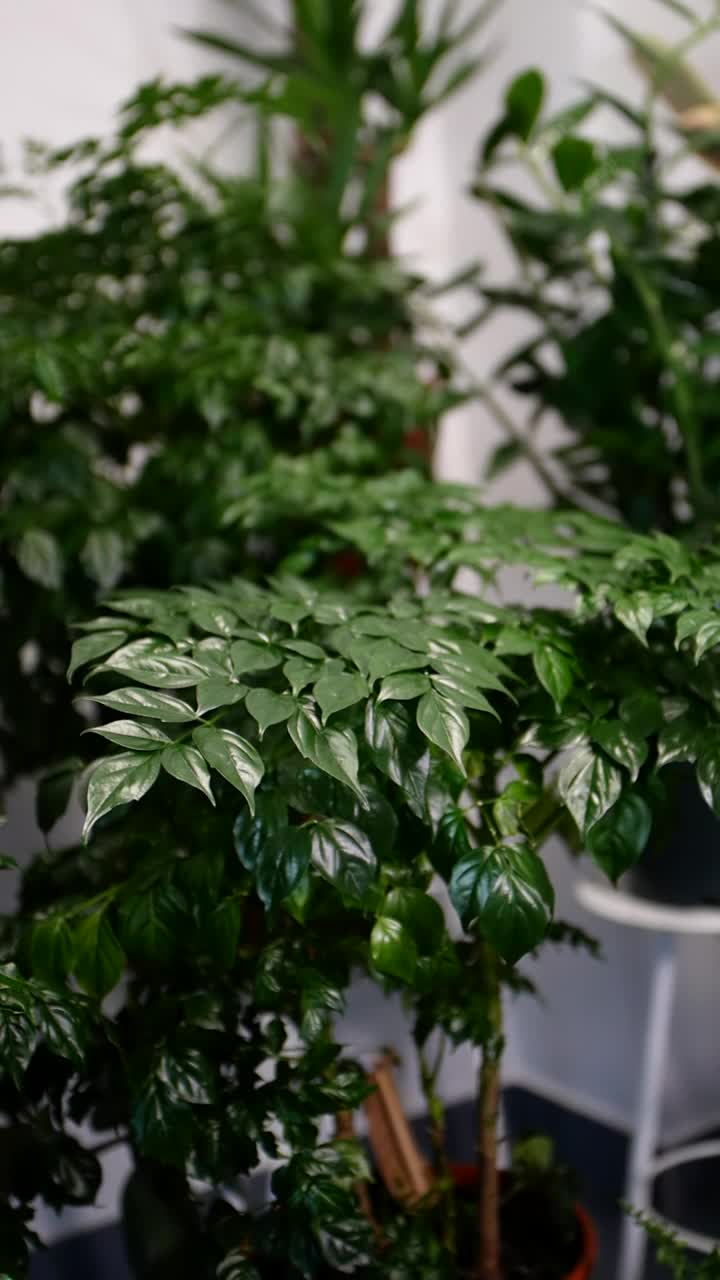 室内植物叶子的特写视频素材