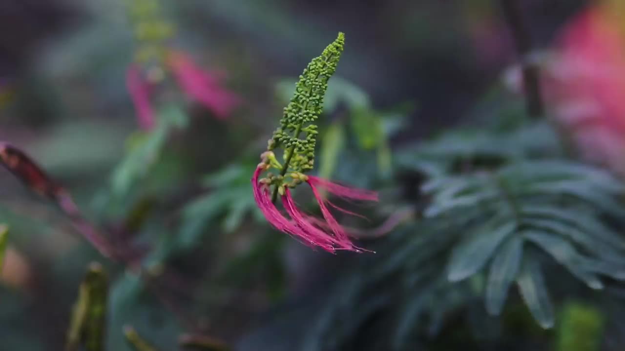 花蕾和开放的花在风中摇曳视频素材