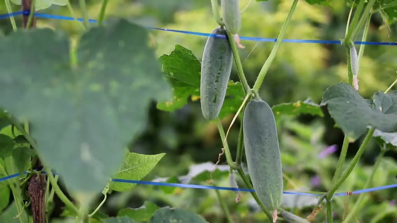 悬黄瓜视频素材