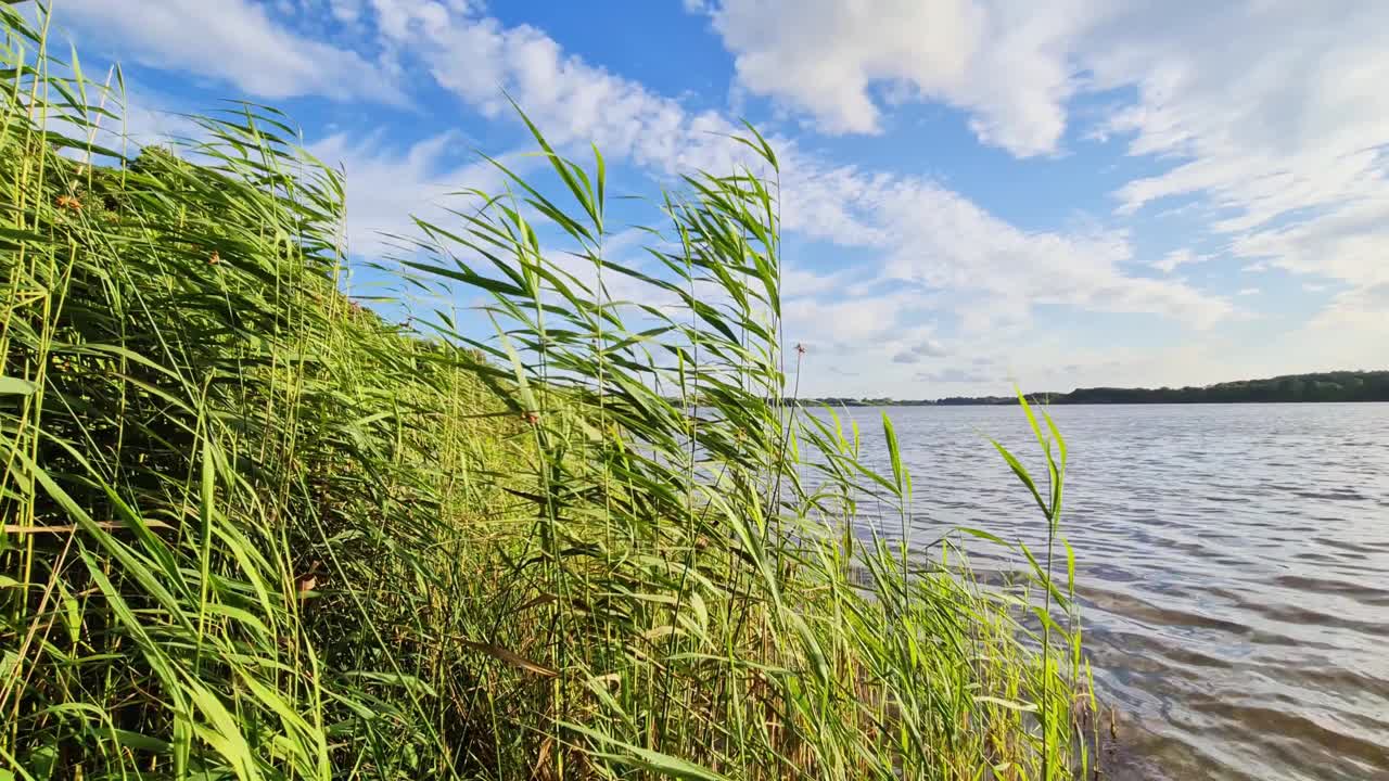 美丽的风景，绿色的芦苇在风中移动，湖面反射。视频素材