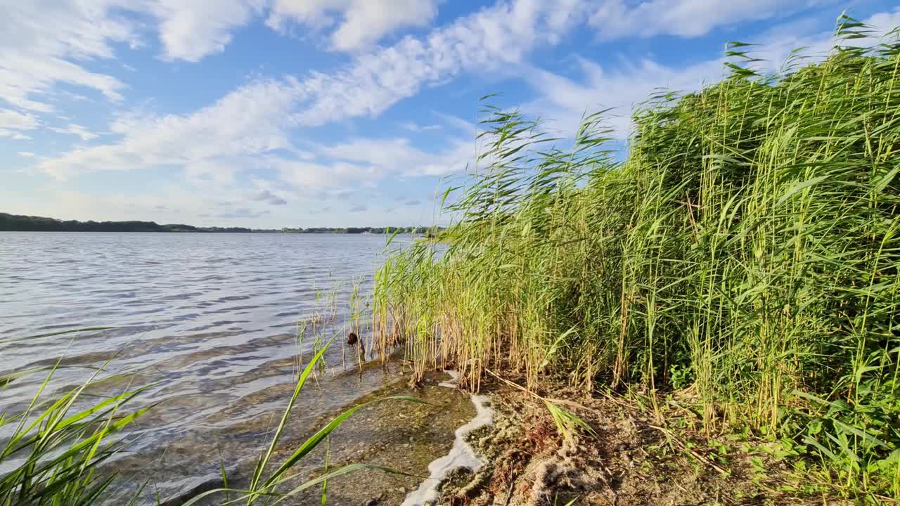 美丽的风景，绿色的芦苇在风中移动，湖面反射。视频素材