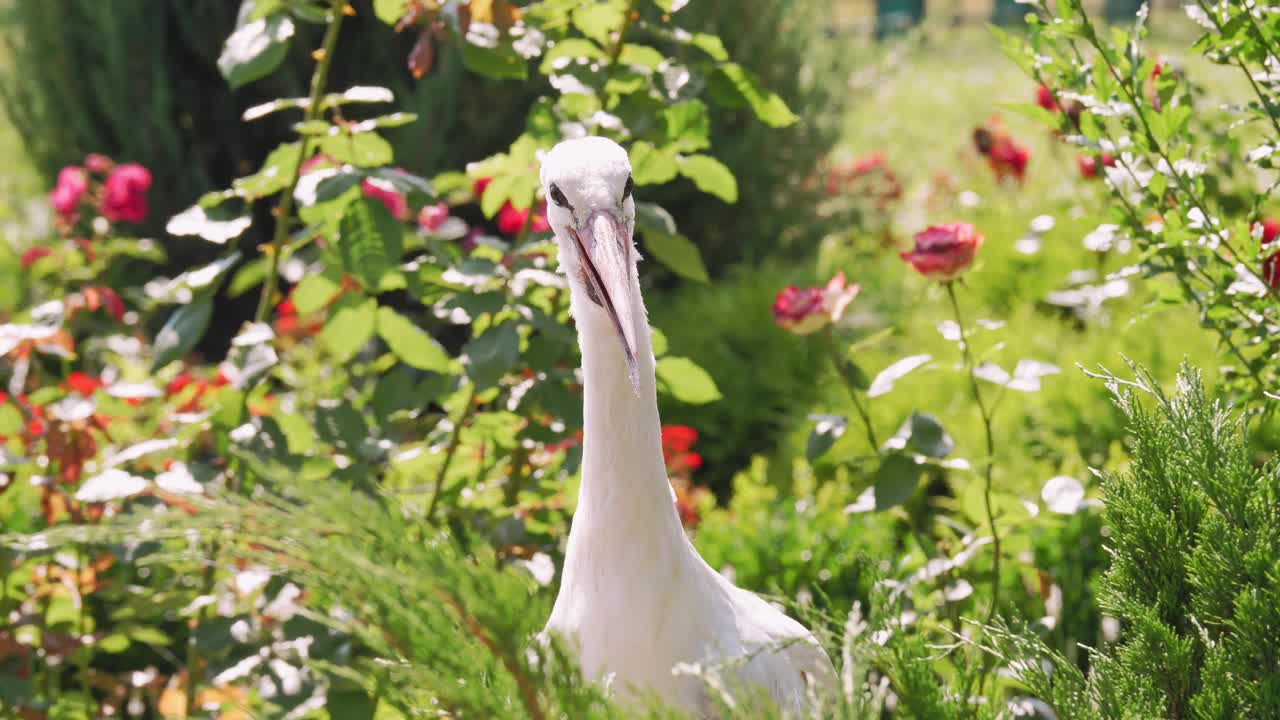 白色的鹳。鹳在野生动物。特写镜头。欧洲白鹳鸟。ciconia ciconia视频素材