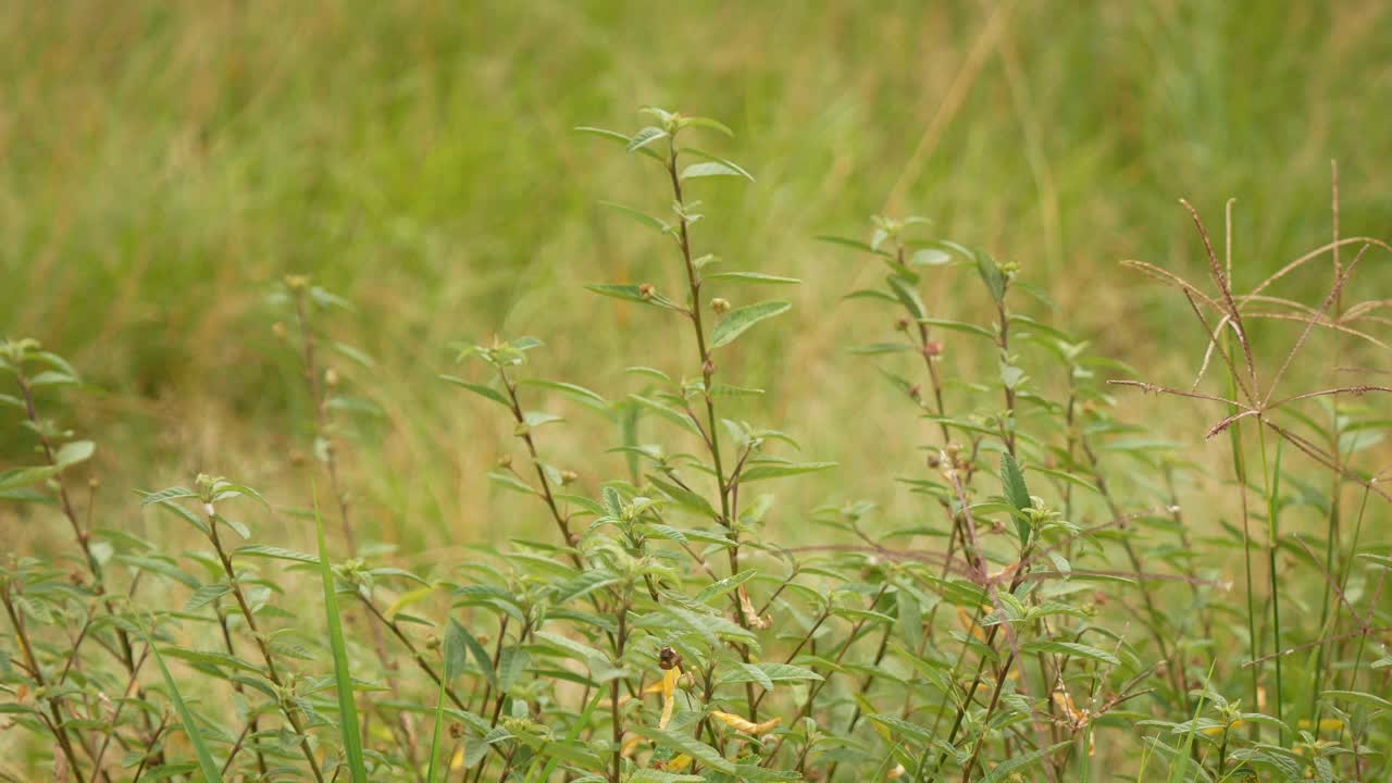 马吃的植物视频素材