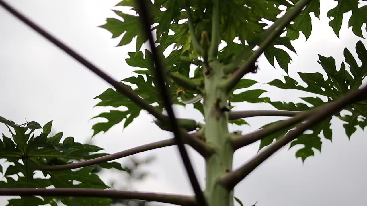 花园里有木瓜树视频素材