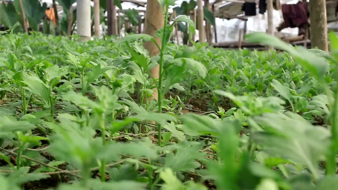 在印度尼西亚的一个传统温室里种植菊花视频素材