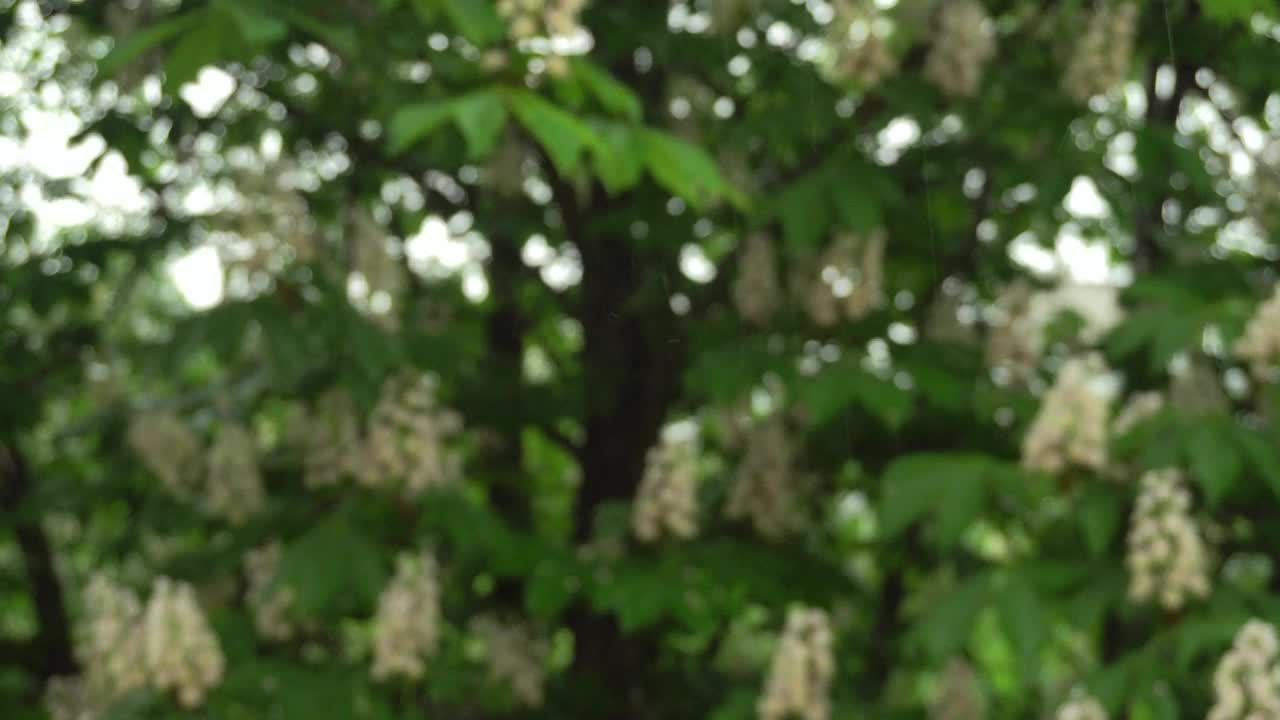 窗口关闭。雨滴从玻璃上滴下来。盛开的栗色。下雨,有风的天气。视频素材