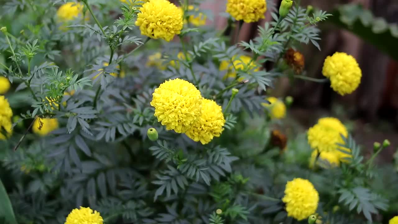 花园里开着黄色的万寿菊视频下载