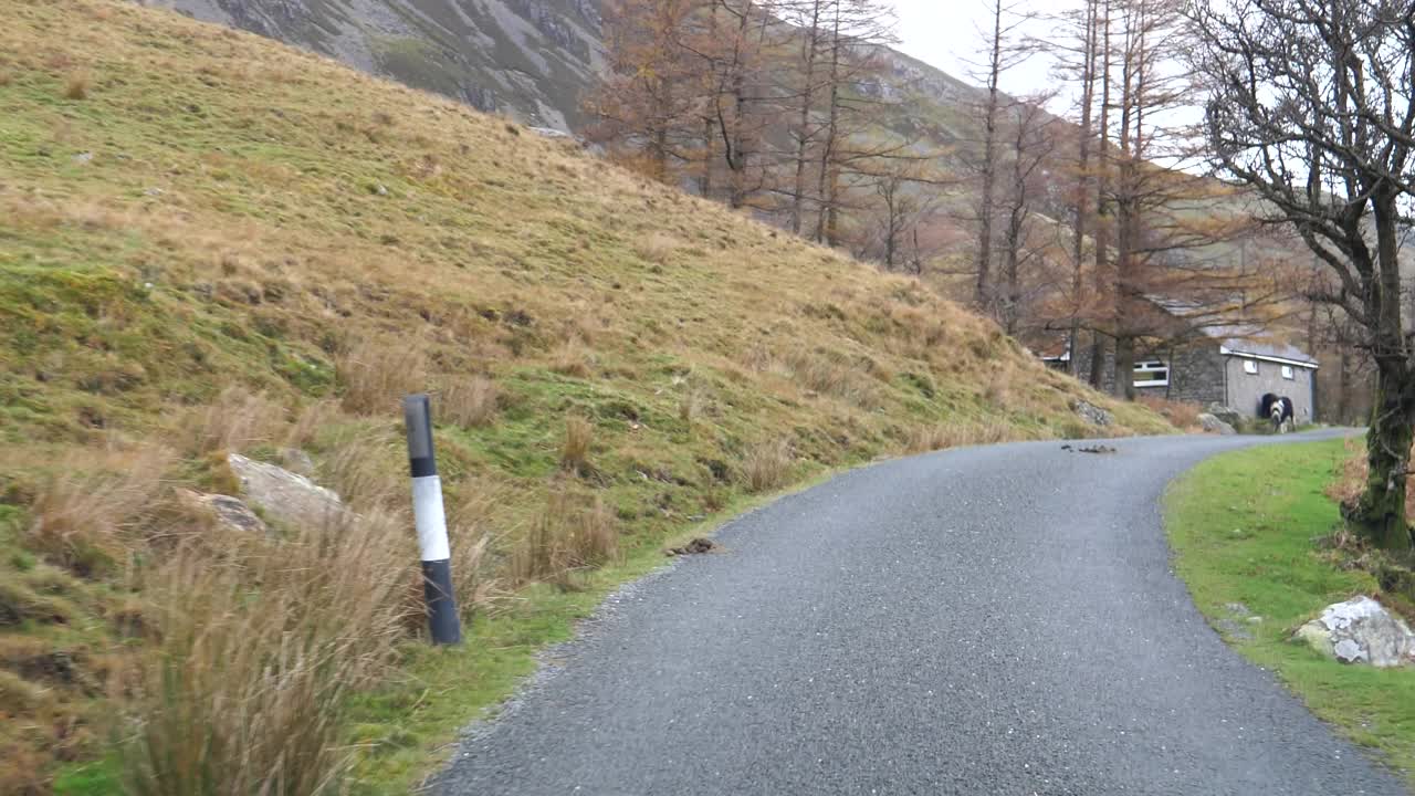 马在斯诺登尼亚山区的乡村公路旁视频素材