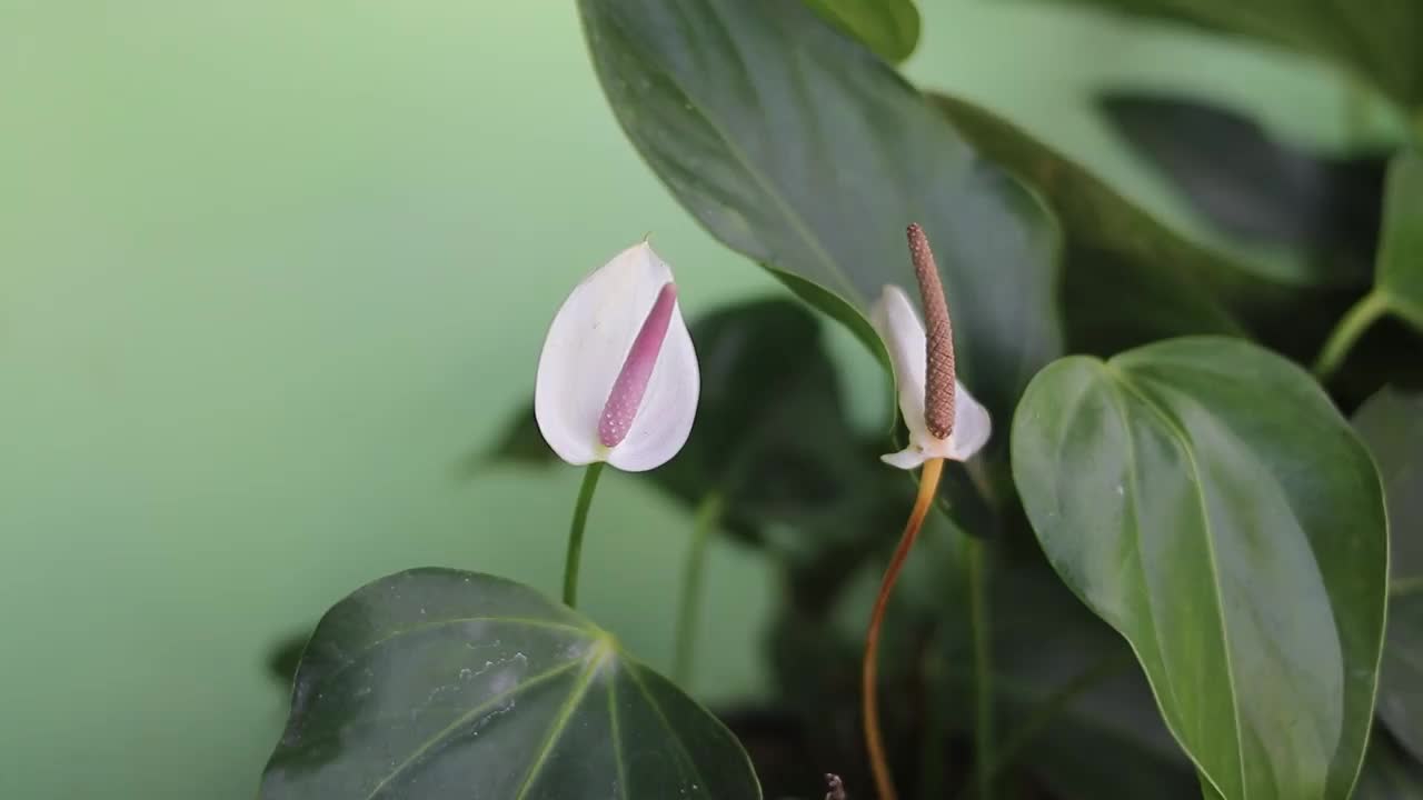 红掌用于家居装饰的室内植物视频素材