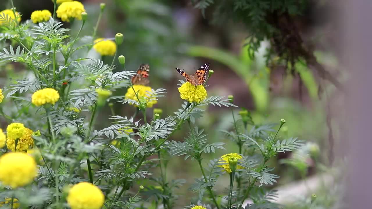 花园里开着黄色的万寿菊视频素材