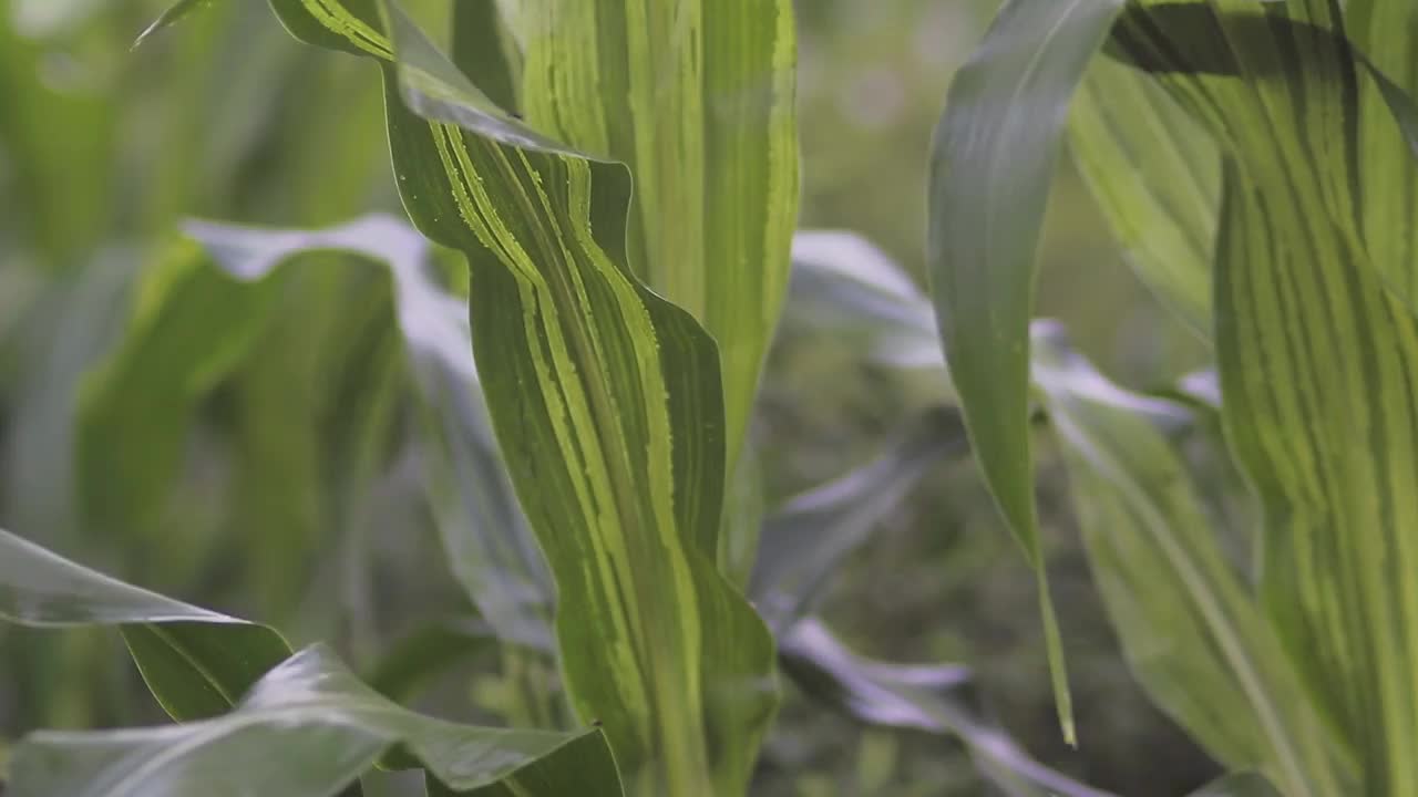 害虫侵袭玉米田视频素材