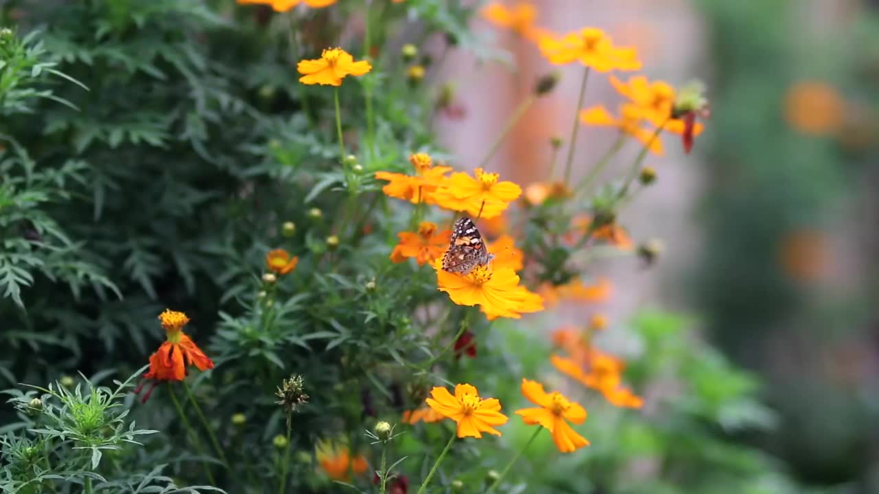 橙色的宇宙花在花园里视频素材