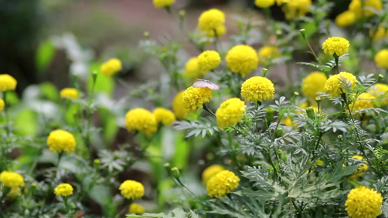 花园里开着黄色的万寿菊视频素材