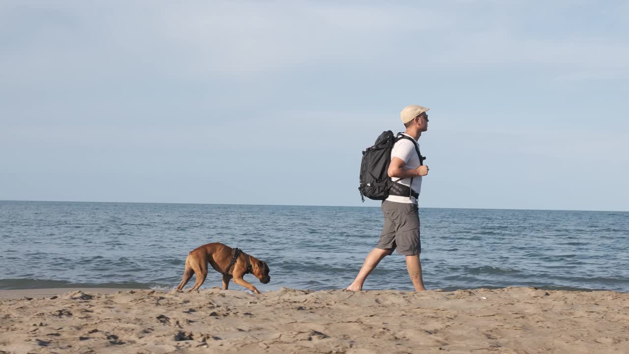 一个旅行家带着他的拳击犬在海滩上散步。慢动作视频素材