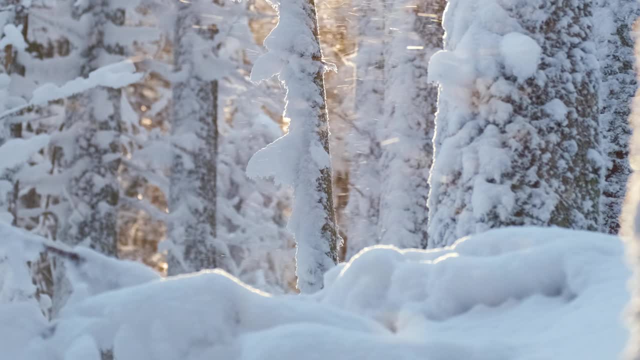 明亮的阳光景观与飘落的雪之间的松树在大雪的冬天茂密的森林寒冷安静的晚上。视频素材