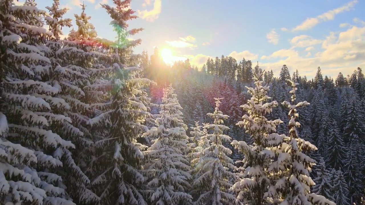 空中冬季景观与松树的雪覆盖森林在寒冷的山在日出。视频素材