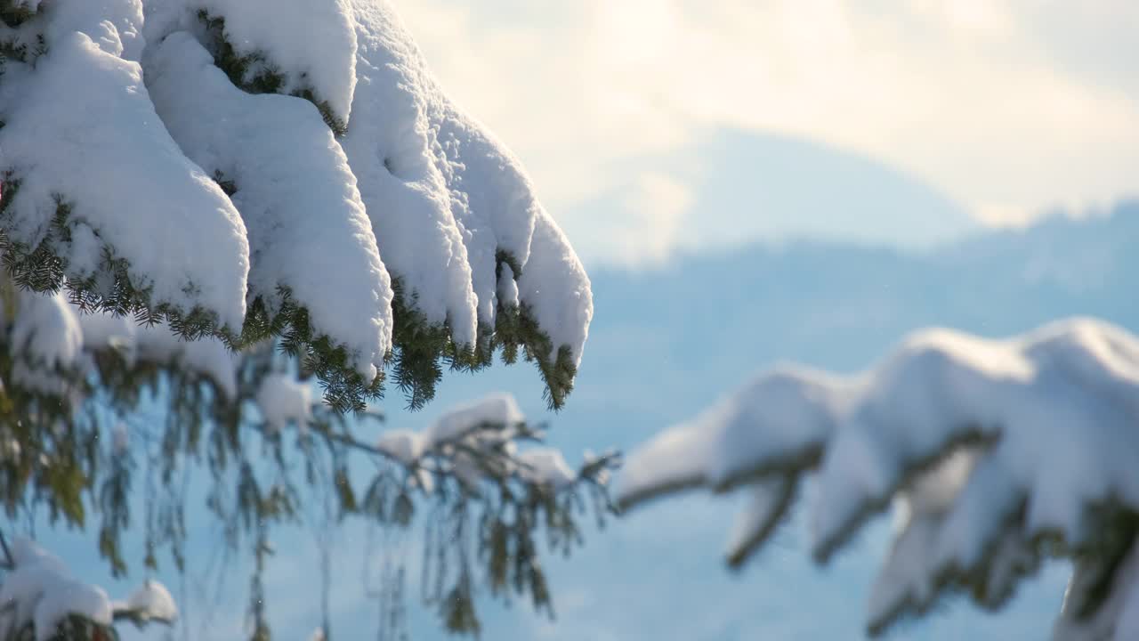 在寒冷明亮的日子里，冬天的山林里，松枝上覆盖着刚落下的雪。视频素材