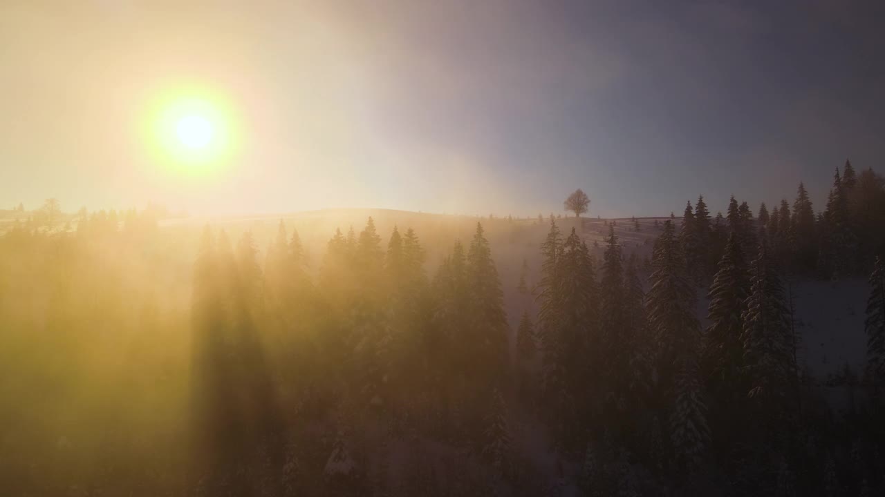 令人惊叹的冬季景观与松树的雪覆盖森林在寒冷的雾山在日出。视频素材