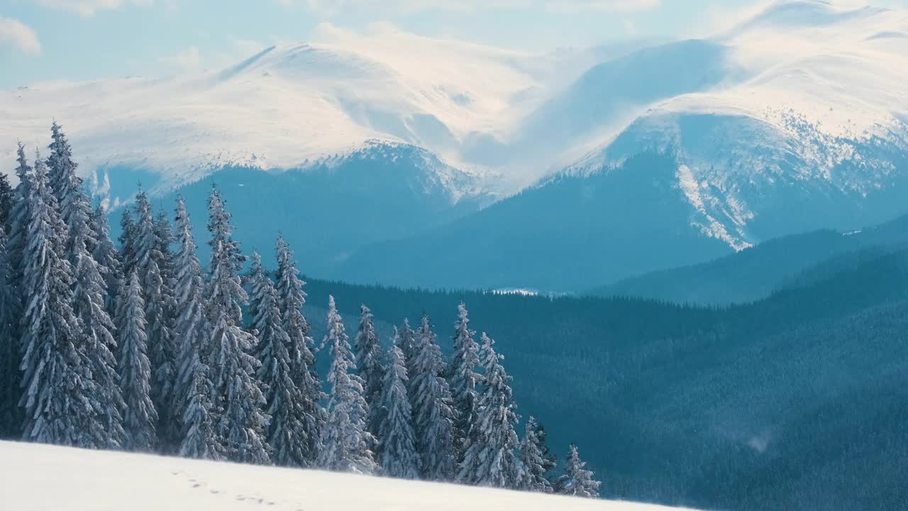 在寒冷明亮的冬日，高山森林里的大雪中，高大的常绿松树在狂风中摇摆。视频素材