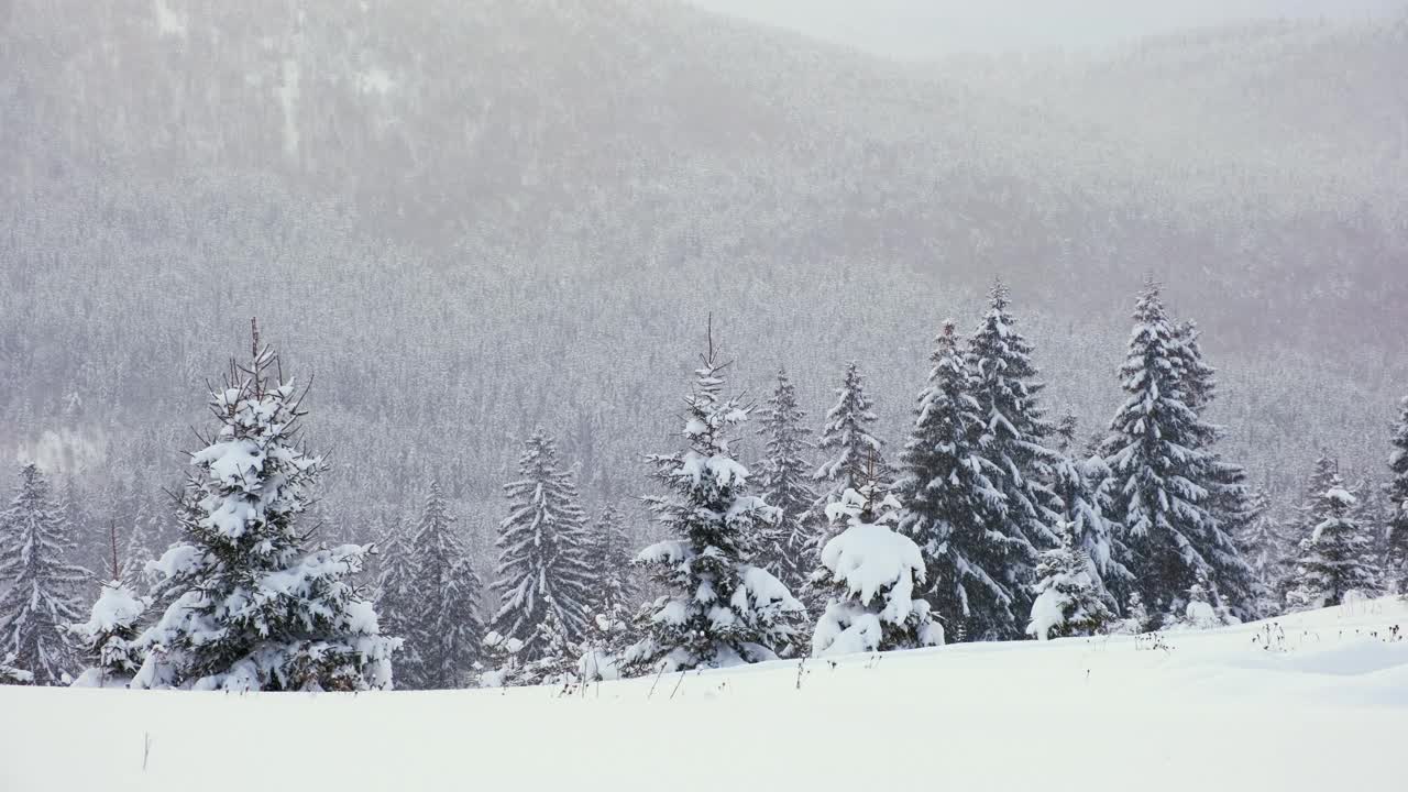 寒冷宁静的夜晚，冬雪纷飞的山林中，常绿的松树被新雪覆盖。视频素材