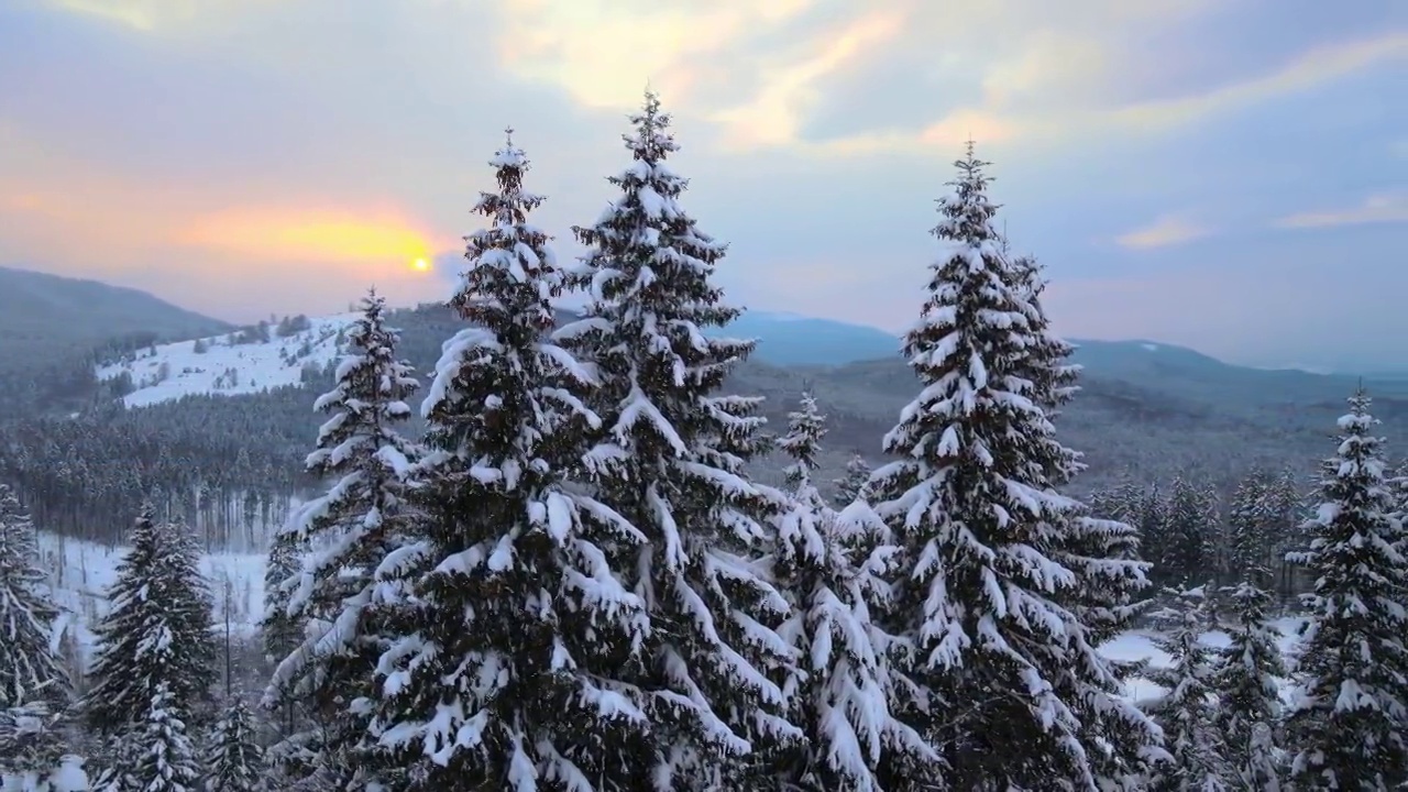 令人惊叹的冬季景观与松树的雪覆盖森林在寒冷的雾山在日出。视频素材