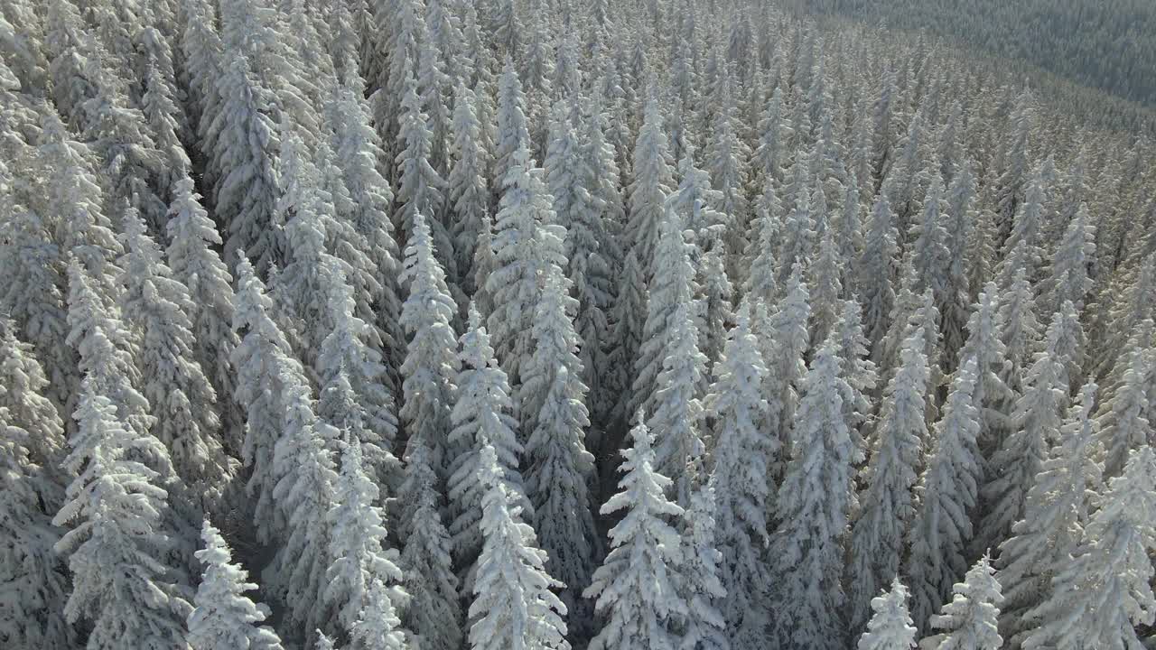 在寒冷明亮的冬日，高大的松树覆盖着刚落下的雪。视频素材