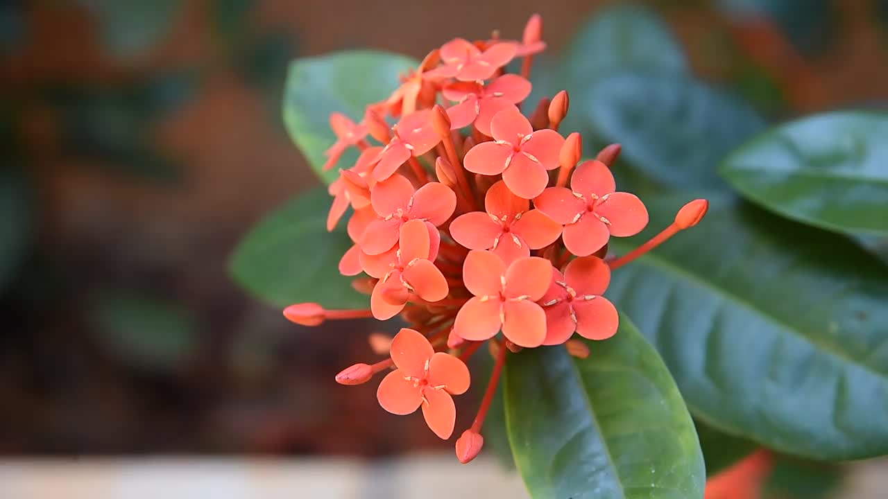 美丽的红色花园花，异草视频素材