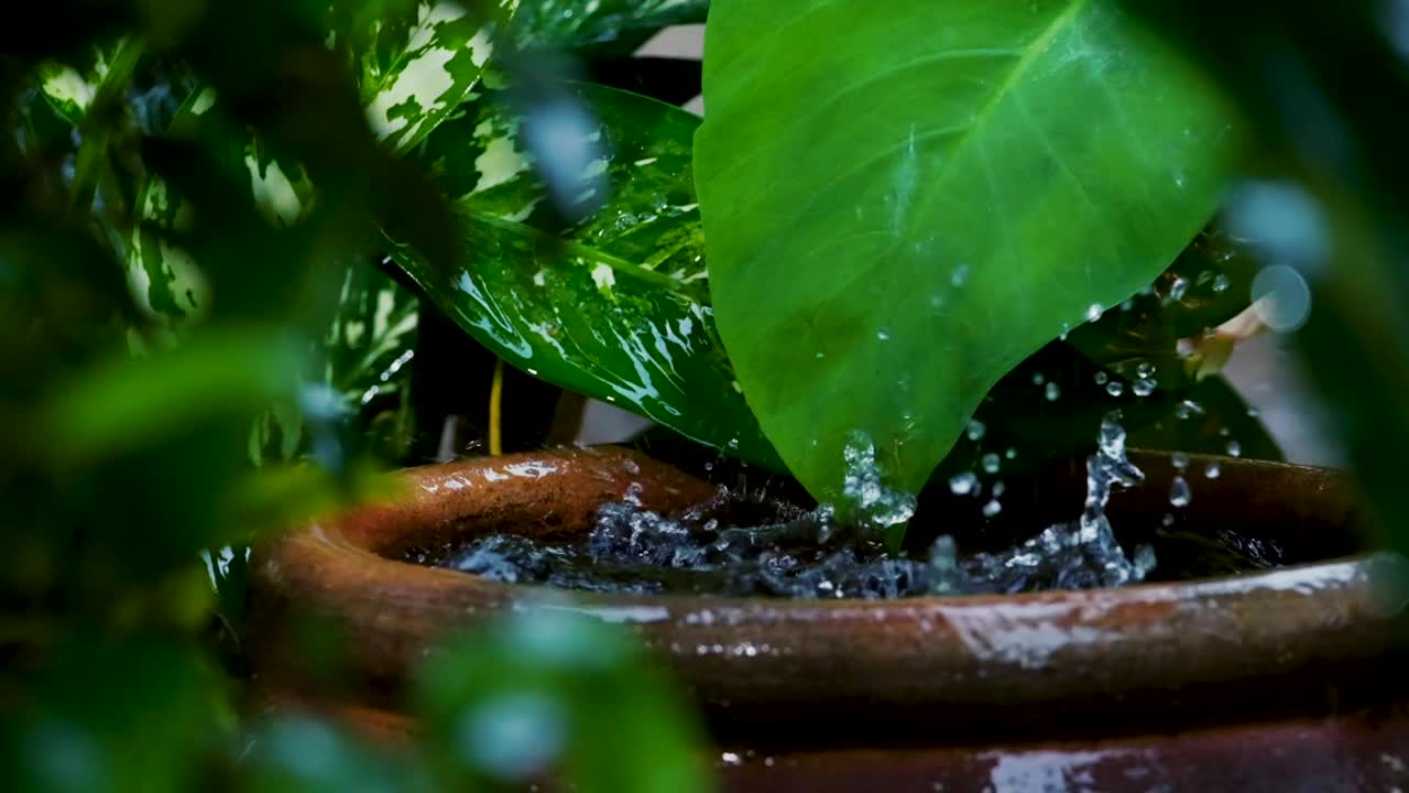 雨滴落入自然陶罐与雨水飞溅和绿叶视频素材