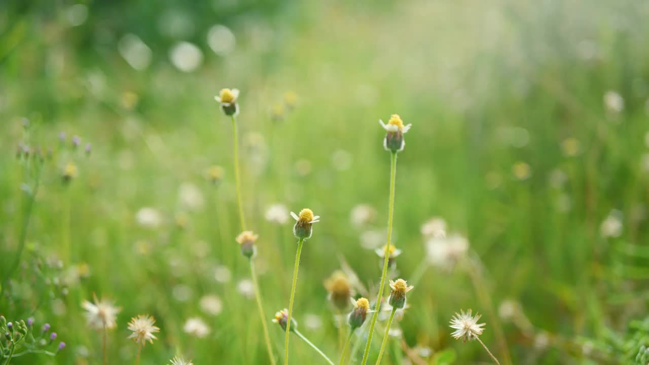 草花在风中摇曳视频素材