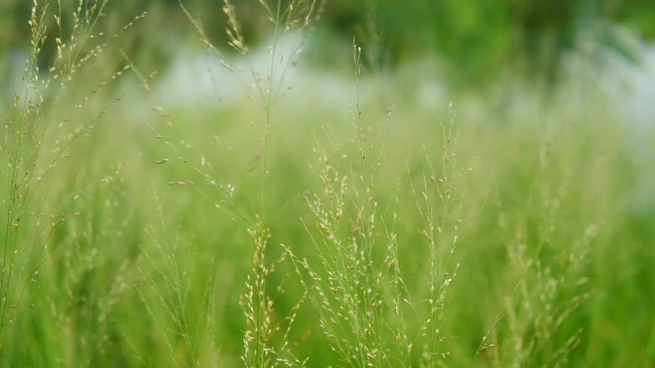 草花在风中摇曳视频素材