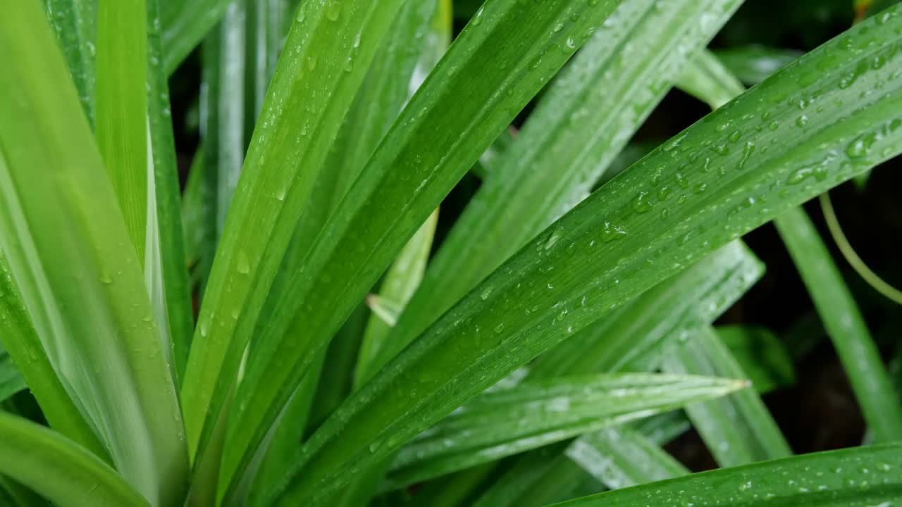 雨点落在绿叶上视频素材