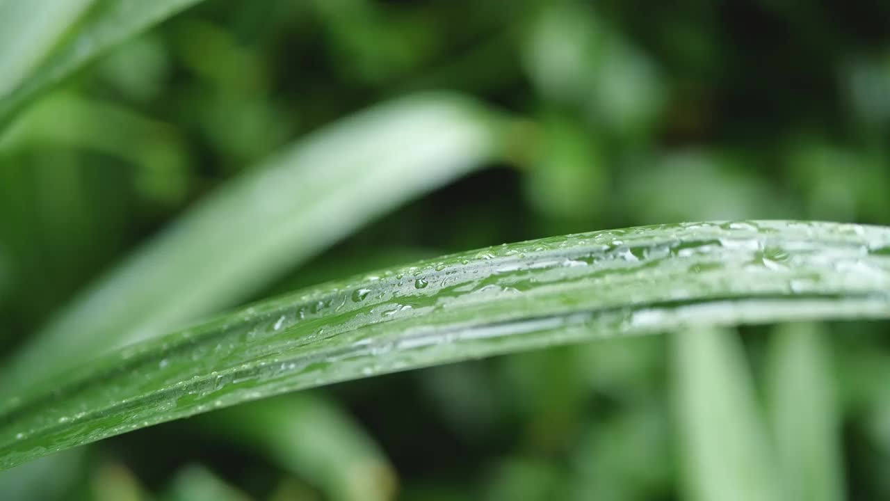 雨点落在绿叶上视频素材