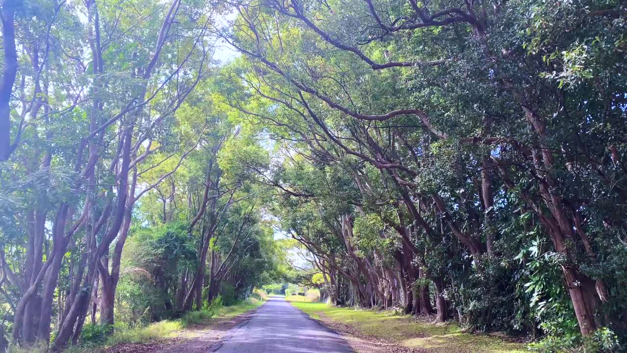 高大的无花果树林荫的乡村道路视频素材