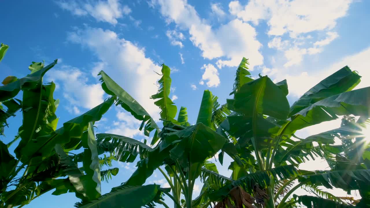 绿色的芭蕉叶在微风中低角吹拂在蓝天上视频素材