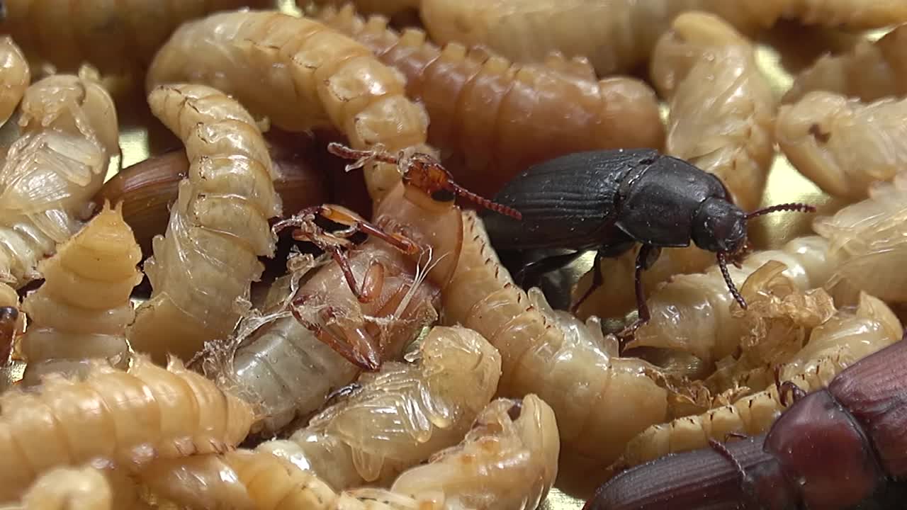 昆虫的幼虫视频素材