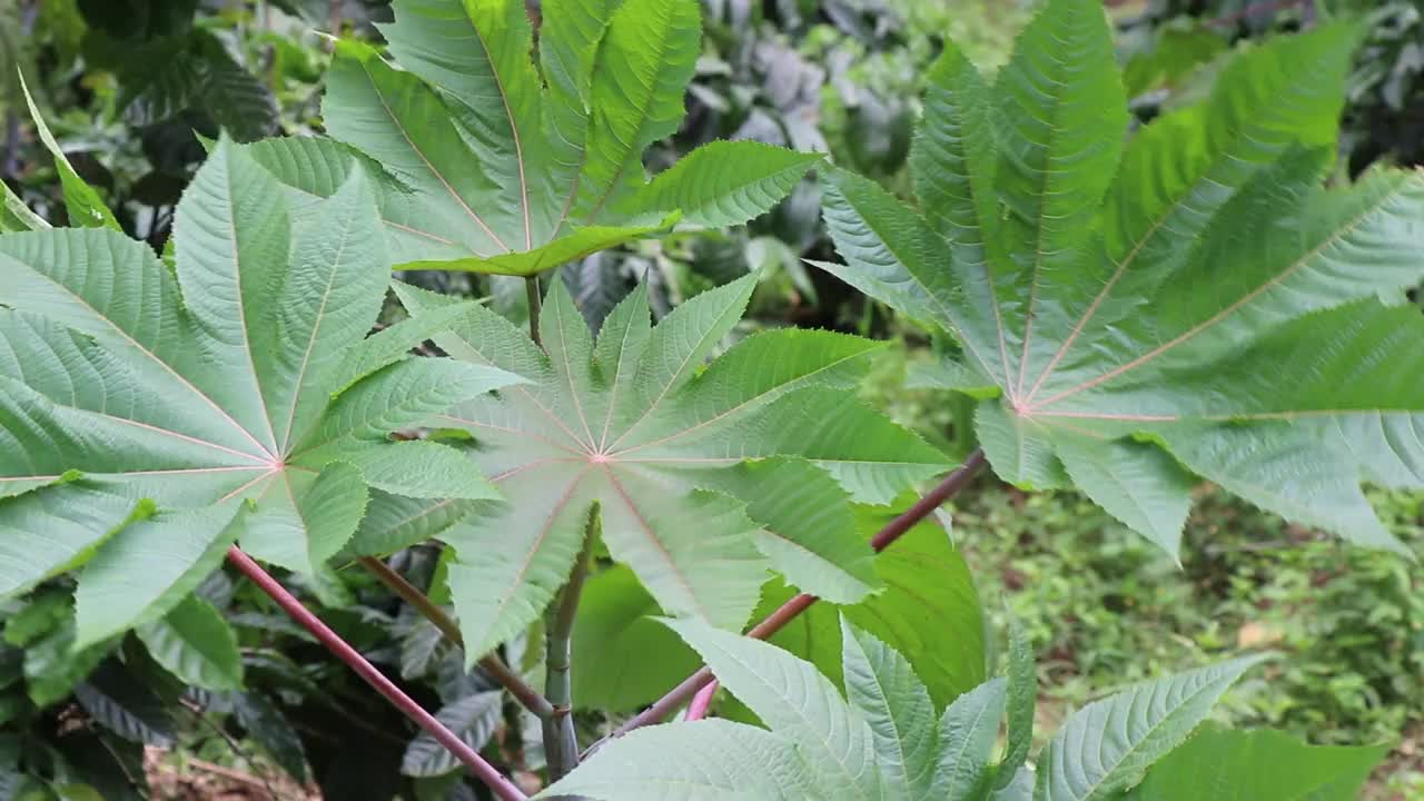 蓖麻属的一种豆科植物(蓖麻属)，叶子宽大，随风摆动视频素材