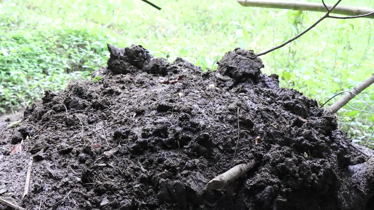 一堆牛粪，上面满是苍蝇。牛有机肥视频素材